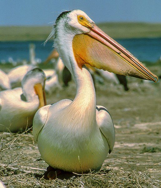 American White Pelican