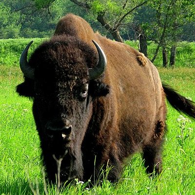 American Bison