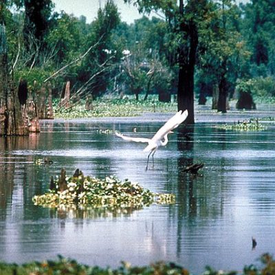 Atchafalaya Basin