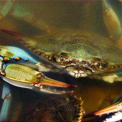 Blue Crab