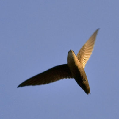 Chimney Swift