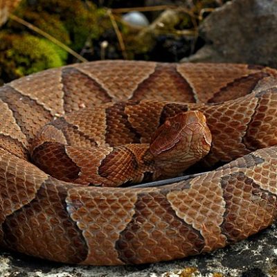 Copperhead