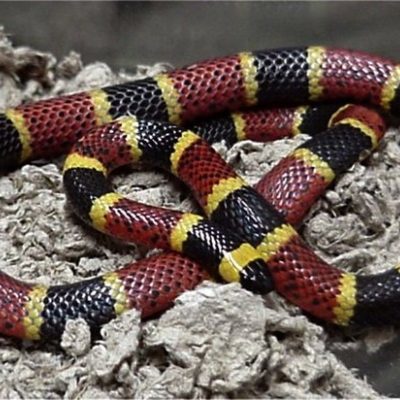 Coral Snake