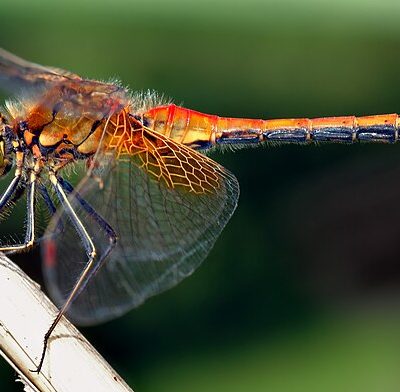 Dragonfly