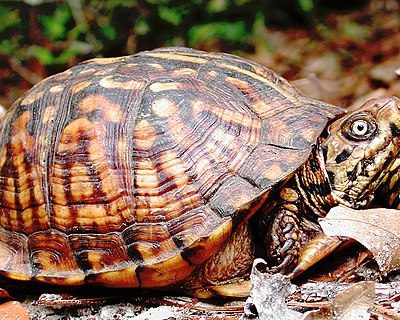 Box Turtle