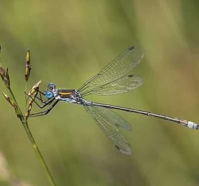 Damselfly