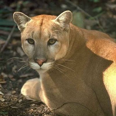 Florida Panther