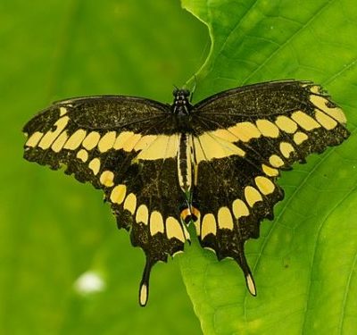 Giant Swallowtail