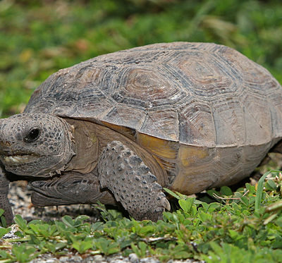 Gopher Tortoise