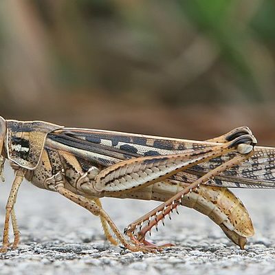 Grasshopper