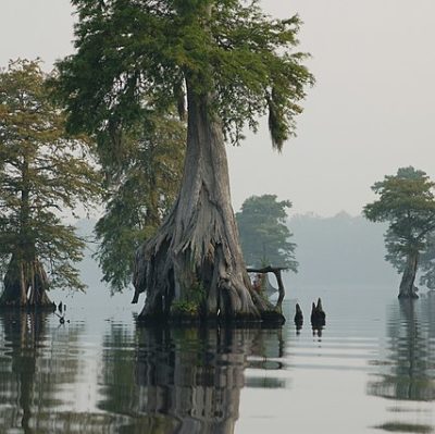 Great Dismal Swamp