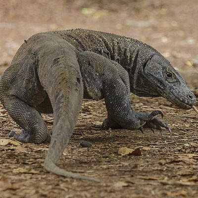 Komodo Dragon