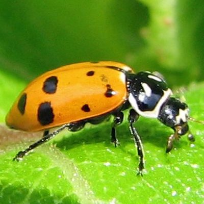 Ladybug