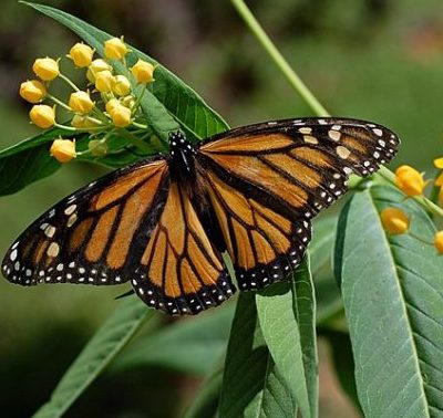 Monarch Butterfly