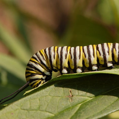 Monarch Caterpillar