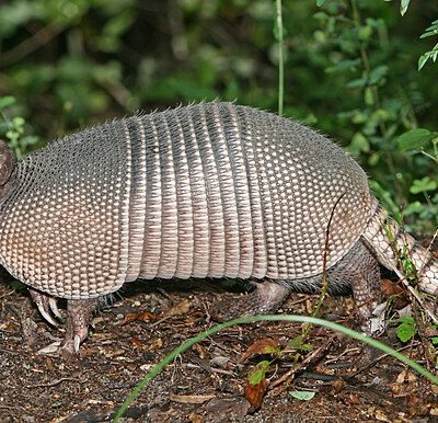 Armadillo