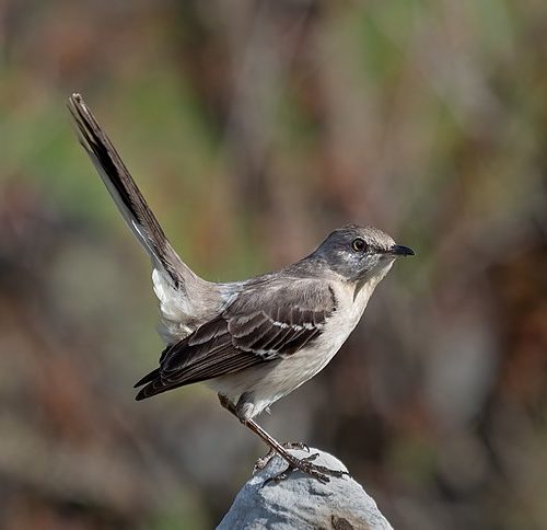 Northern Mockingbird