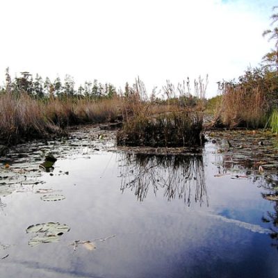 Okefenokee Swamp