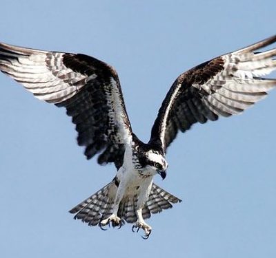 Osprey