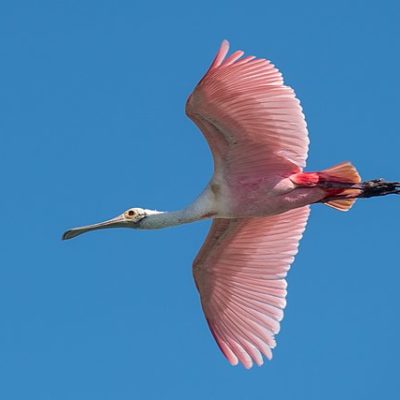 Roseate Spoonbill