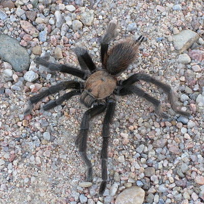 Tarantula