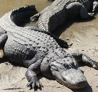 Alligator