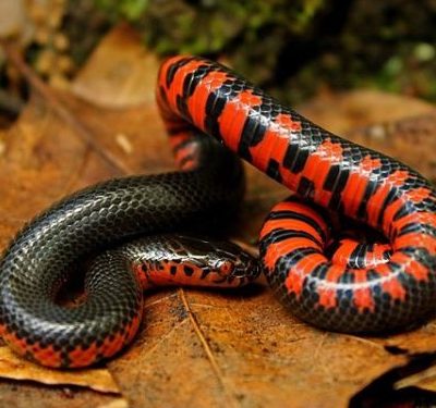 Western Mud Snake