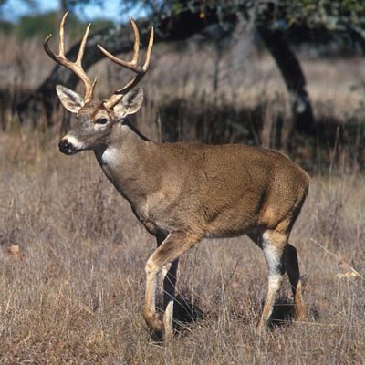 White-tailed Deer