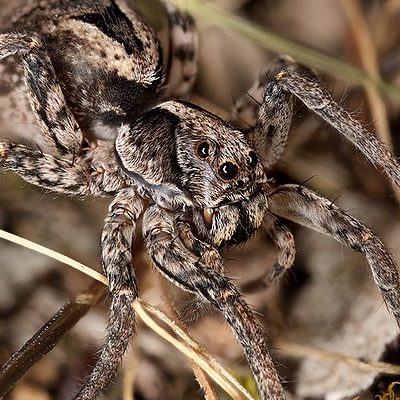 Wolf Spider