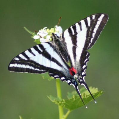 Zebra Swallowtail