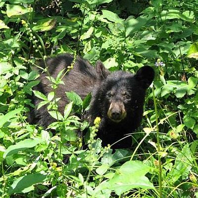 Louisiana Black Bear