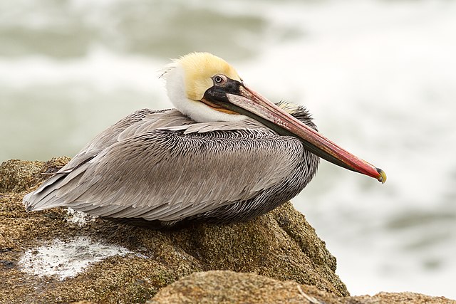 Brown Pelican