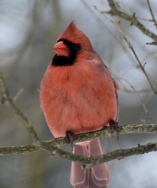 Cardinal