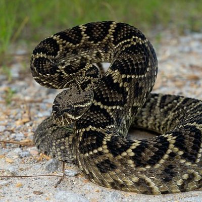 Eastern Diamondback Rattlesnake