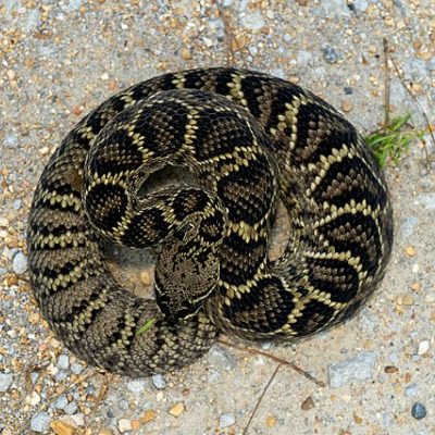 Eastern Diamondback Rattlesnake