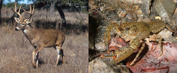 Louisiana Native Wildlife Quiz