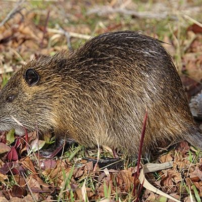 Nutria