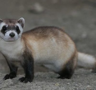 Black-footed Ferret