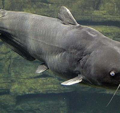 Blue Catfish