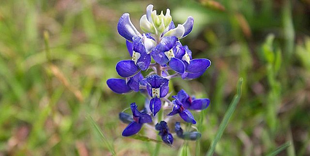 Bluebonnet