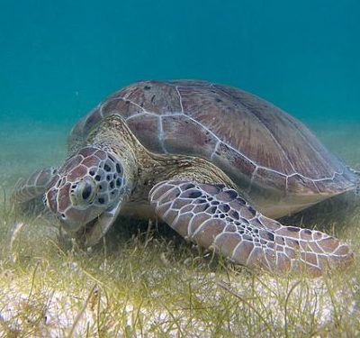 Green Sea Turtle