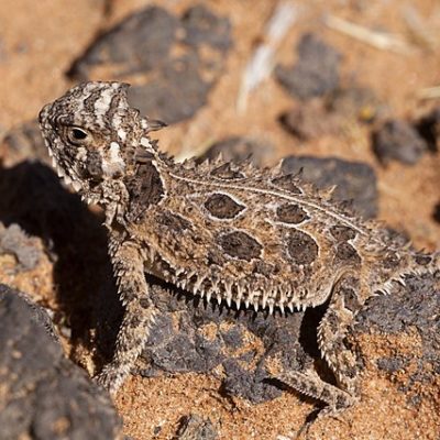 Texas Horned Lizard