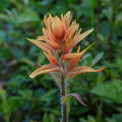 Indian Paintbrush