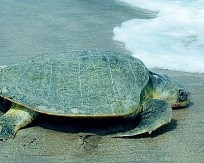 Kemp's Ridley Sea Turtle