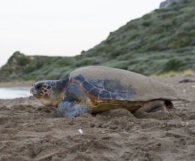 Loggerhead Sea Turtle