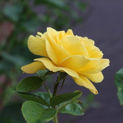 Yellow Rose