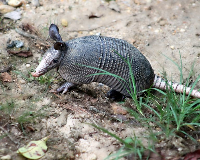 armadillo, nine-banded armadillo, dasypus novemcinctus-360123.jpg