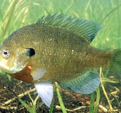 Bluegill