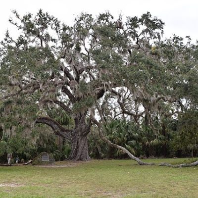 Live Oak