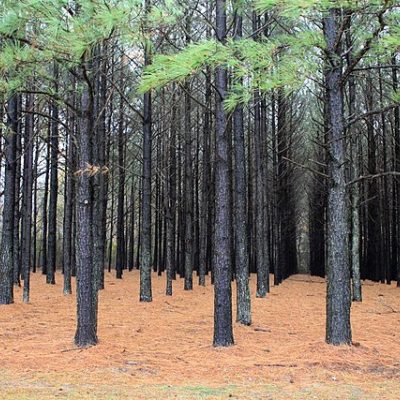 Loblolly Pine